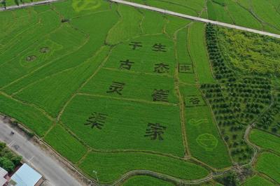 兴安县全新农机专业合作社党支部 党建引领“风帆劲” 乡村振兴“别样红”