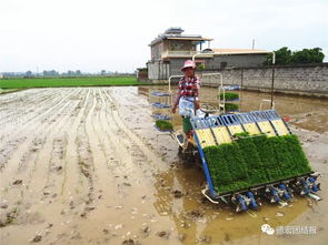 水稻甘蔗生产全程机械化，离德宏还远吗？